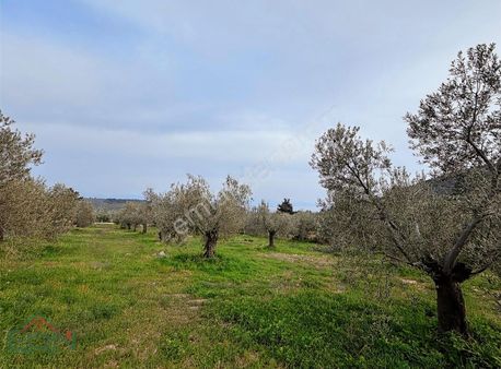 Ern Gayrimenkul'den Deniz Manzaralı Zeytinlik