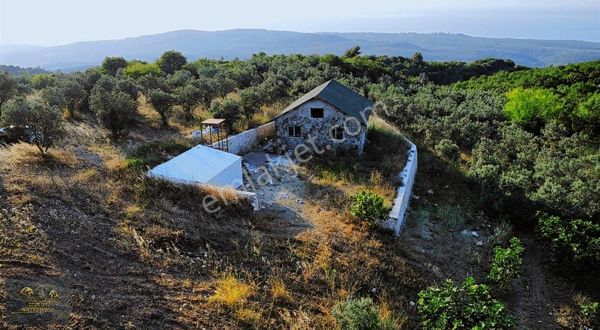 Fiyat Düştü ₺deniz Manzaralı İçinde Bağ Evi Olan Zeytinlik.