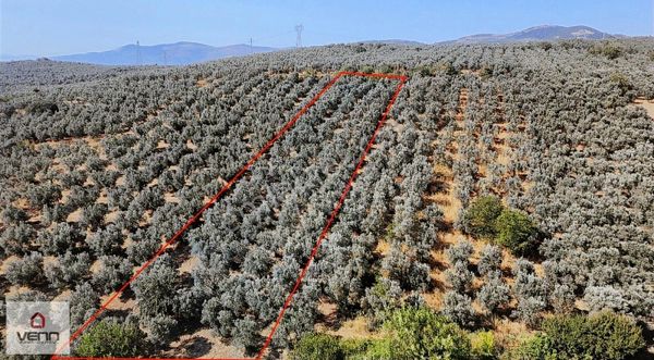 Gemlik Adliye Köyü 2.363 M2 Satılık Zeytinlik
