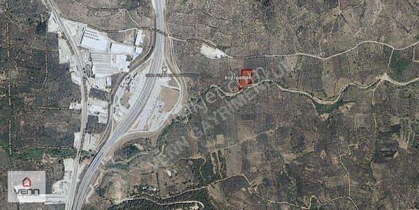 Gemlik Engürücük Köyü 6.970 M2 Satılık Zeytinlik