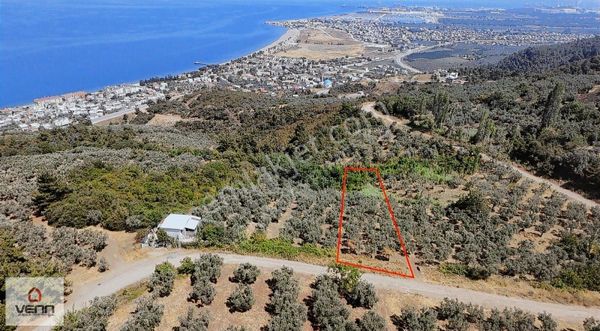 Gemlik Kurşunlu 1.551 M2 Satılık Deniz Manzaralı Zeytinlik
