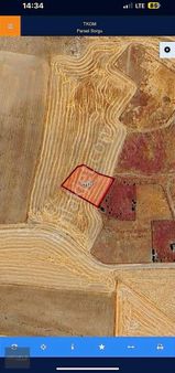 Beynam Ormanlarına Yürüyüşe Çıkın