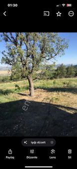 Bucak Yüreğil Köyünde İçinde Ağaçları Ve Müstakil Evli Tarla