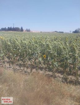 Yatırım Fırsatını Kaçırmayın Krizi Fırsata Cevirin