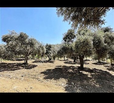 Taşkesikte Çiflik Mahiyetinde Zeytinlik.