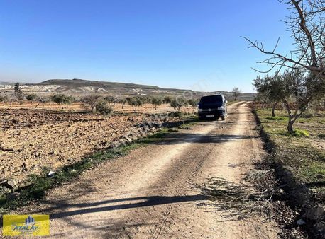 Satlık Kupon Arazi Yüksek Konumda Bag Evlik Zeytin Acil Satlık
