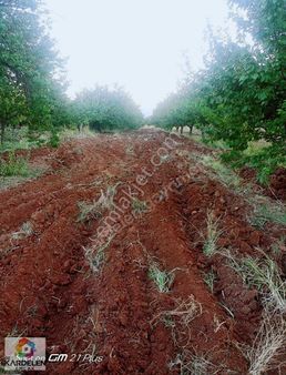 Kardelen Emlak Ve Arsa Ofisinden Mükemmel Konumda Satılık Bahçe