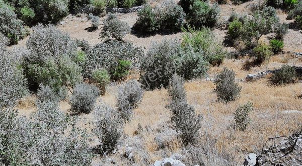 Çayır Mahallesinde Uyguna