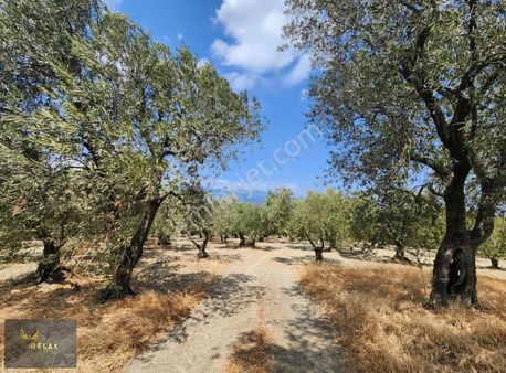 Edincik Mah Yola Cephe 3,900 M2 Deniz Manzaralı Zeytinlik