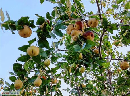 Antalya Korkuteli Garipçe Satılık 13.847m² Verimli Meyve Bahçesi