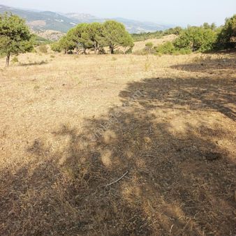 İzmir Bergama Halilağalar Mh 2.603 M2 + 2.981 M2 Tarla + 128 M2 Bahçe Satılıktır