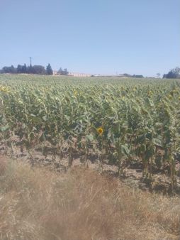 Yatırım Fırsatını Kaçırmayın Krizi Fırsata Cevirin