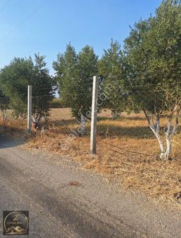 Zengin Emlak,tan Torbalı Yeniköyde Tek Tapu Zeytinlik