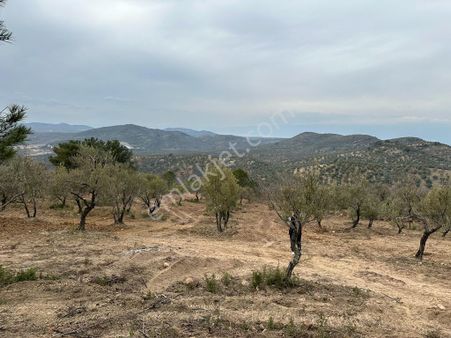 Buse Emlaktan Burhaniye Avunduk Mahallesinde Yatırımlık Zeytinlik