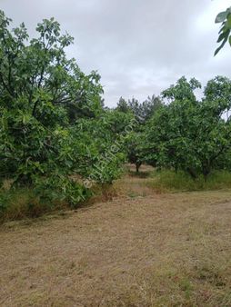 Gökçealan'da Hesaplı Satılık İncir Bahçesi