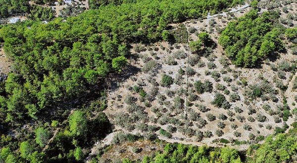 Bodrum Kızılağaç'ta Merkeze Ve İmara Yakın Müstakil Fırsat Tarla