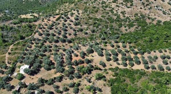 Bodrum Alazeytin'de Satılık Verimli Zeytin Ağaçlı Müstakil Tarla