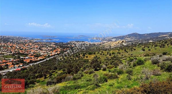 Tek Tapu Foça Manzaralı Tablo Gibi Tarla