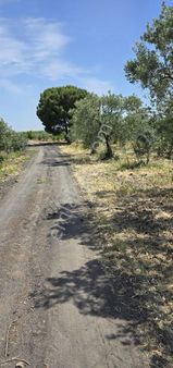 Ana Yola Yakın Müstakil 6.700 M² Zeytinlik