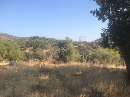 Dikili Nebiler Ilıcalar Mevkiinde Satılık Yatırıma Uygun Tarla