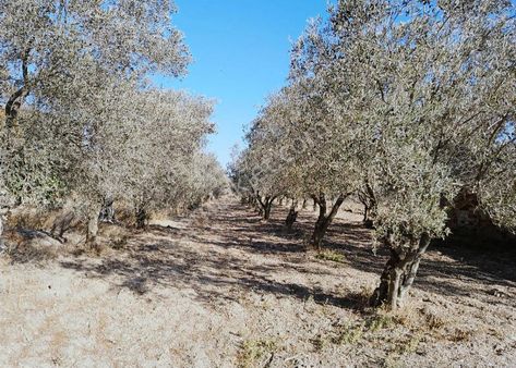 1.250 M² Hesaplı Zeytinli Tarla