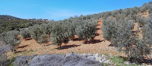 Hesaplı Zeytin Tarlası 9600 M²