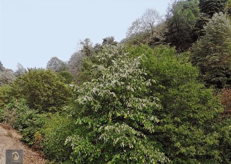 Öğretmen'den Efteni Gölüne Güzeldere Şelalesine Komşu 9,540m2