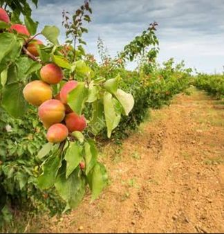 Kemal Emlak'tan Yavca Yaylasında Köy İçi İmarlı Çok Çeşitli Mevye Ağaçlı Satılık 2669 M2 Bahçe
