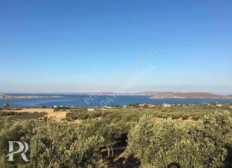 P&r Gayrimenkul'den Paşalimanı Mahallesinde Satılık Zeytinlik