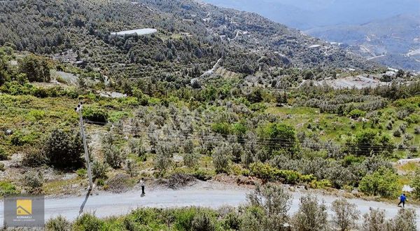 Alanya Hacıkerimler'de 3.474m2 Deniz Manzaralı Zeytin Bahçesi