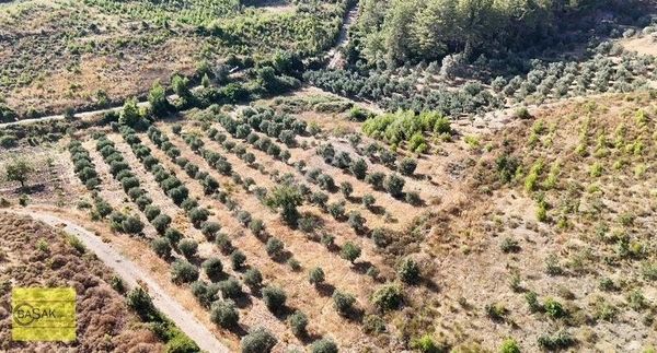 Başak'tan 7 Adet Tapu 6 Müstakil 1 Hisseli Zeytin Bahçesi