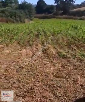 Susurluk Reşadiye'de Kadastral Yola 110 M Cepheli Satılık Tarla