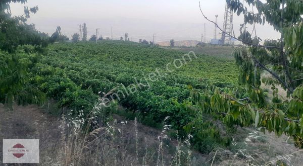 Alaşehir Çarık Bozdağda Satılık Bağ Ve Zeytinlik