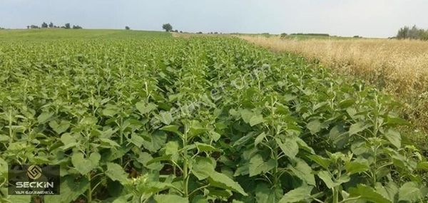 Babaeski Yeniköy De Satılık Tarla Müstakil Tapulu