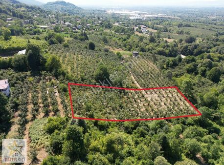 Elite Gd & Düzce Dağdibi Köyünden Yatırımlık Fırsat