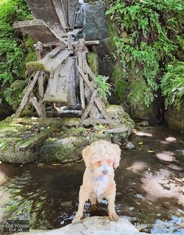 Kelepir Fiyatına 23.552m2 Müstakil Tapu Zeytinlik 1500 Ağaçlı