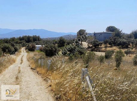 Torbalı Bozköyde Satılık Hisse Tapulu Zeytinlik