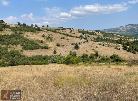 Kaynarca Alakayada 6000 M2 Meyveciliğe Uygun Satılık Arazi