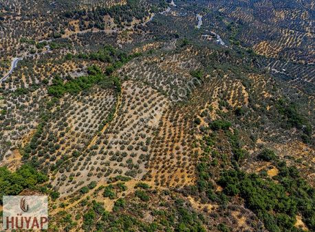 Çanakkale Ayvacık Kayalar'da Deniz Manzaralı Satılık Zeytinlik