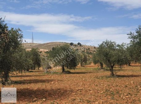 Coşkun İbili'den 5746 M Bağevlik Zeytinlik