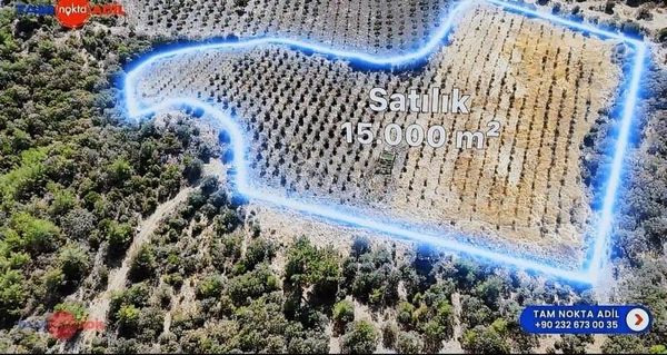 Müstakil Tapu Kaynak Suyu Olan Satılık Zeytinlik