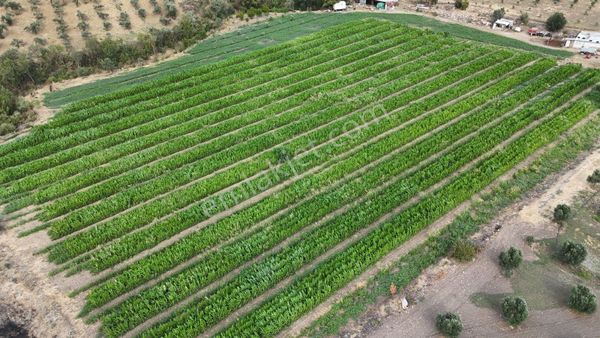 Bergama Yukarıkırıklar Köyünde Satilik Tarla