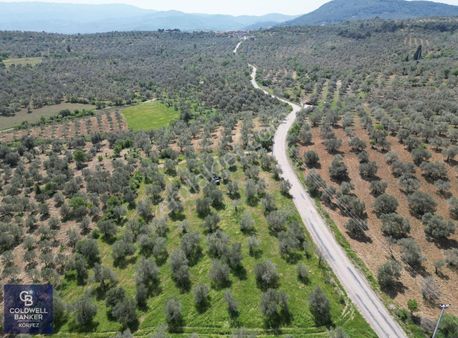 Burhaniye Ağacık'ta Asfalt Yola Cephe 6.300 M2 Zeytinlik