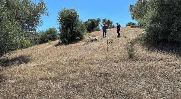 Bornova Kayadibi Köyü Satılık 2 Ayrı Tapulu 300 M2 Tarla