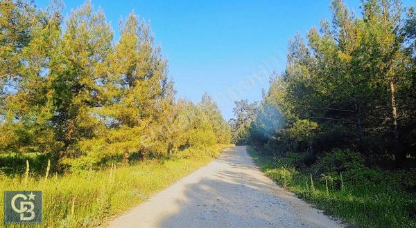 Menteşe Dağpınar Yatırımlık Tarla Fırsatı