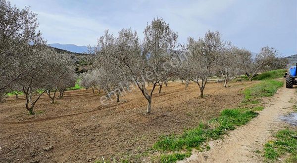 Pek Emlaktan Çok Bakımlı Düz Konunda 1750 M2 Satılık Zeytinlik