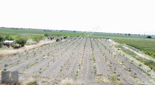 Kale Gayrimenkulden Ferizler Mah Satılık 6.700m2 Zeytinlik