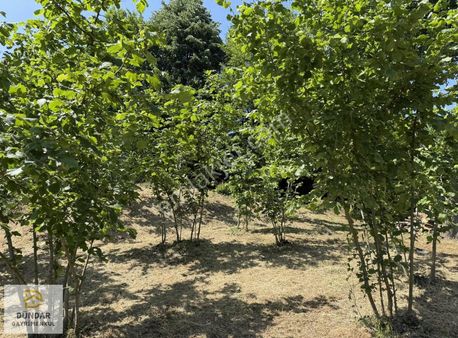 Dündar Gayrimenkul'den Acil Karaderede Fırsat Fındıklık 20 Dönüm