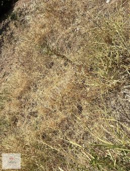 Seydikemer Kabaağaç Satılık Köyiçi İmarlı Arsa