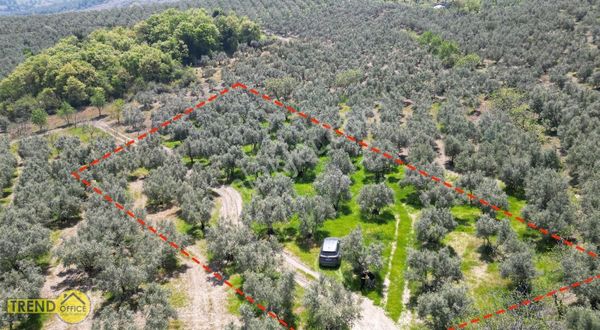 Mudanya Yaylacık Mahallesi 2400 M2 Satılık Tarla Zeytinlik